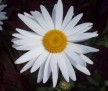 Weiße Blume by Anika Schöppe (Gran Canaria) (2011-02-01)