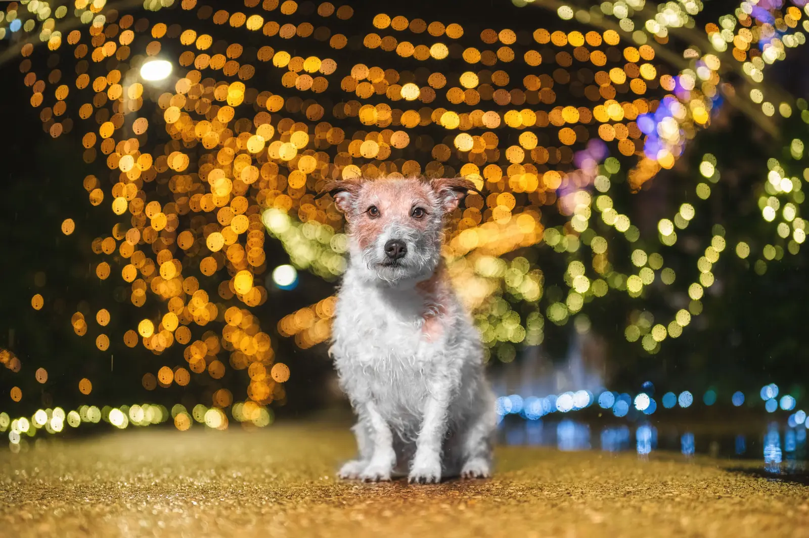 Jack Russell Terrier sitzt vor funkelnden Lichterbögen