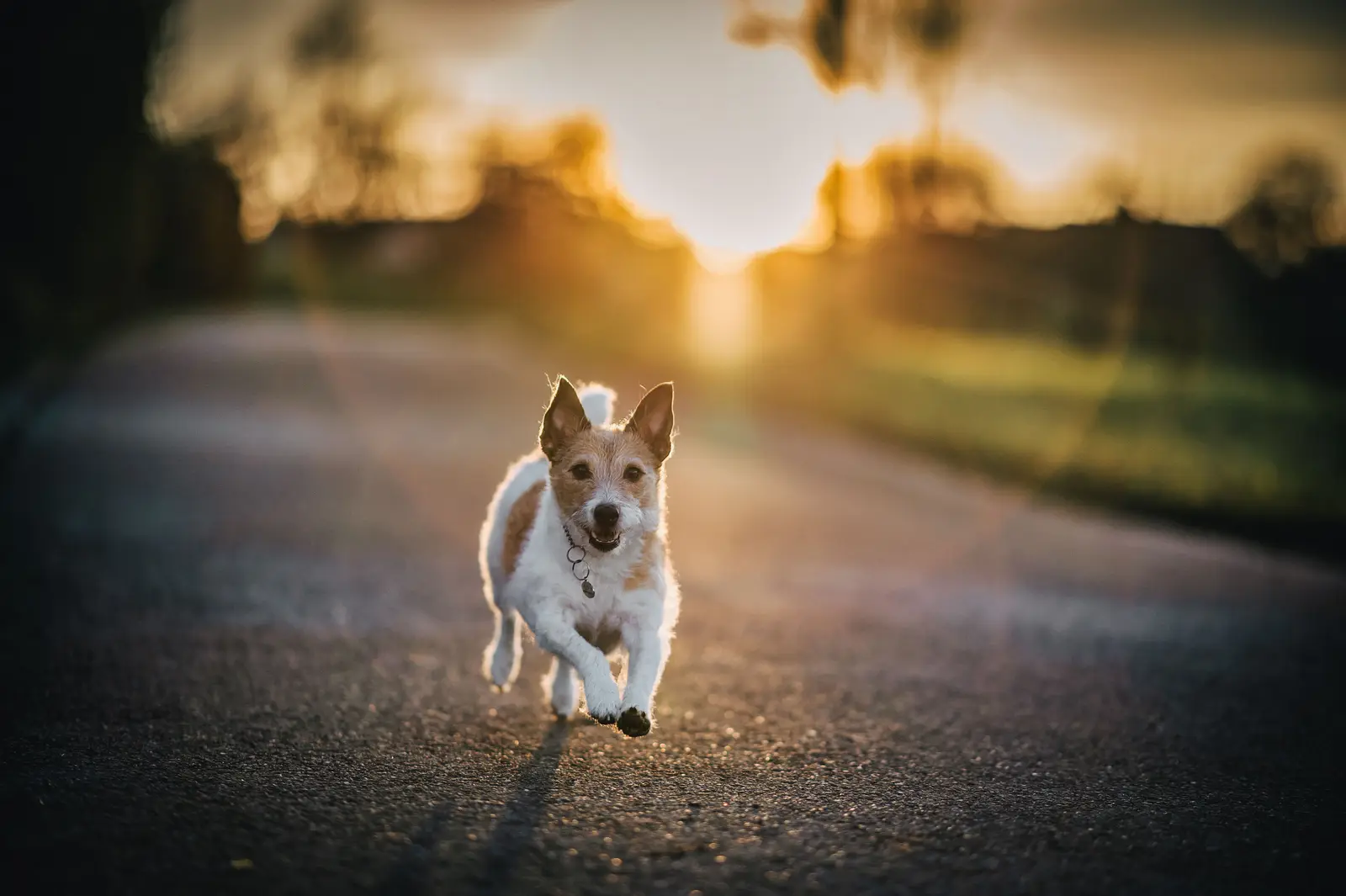 Kleiner Hund läuft im Gegenlicht der Abendsonne auf einer Straße