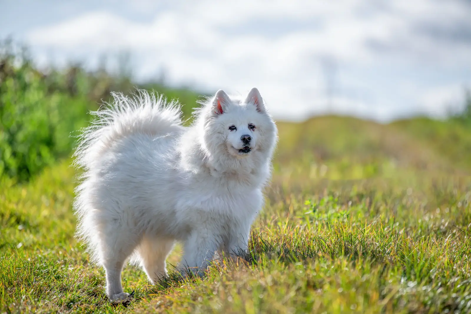 Weißer Spitz steht auf einer Wiese