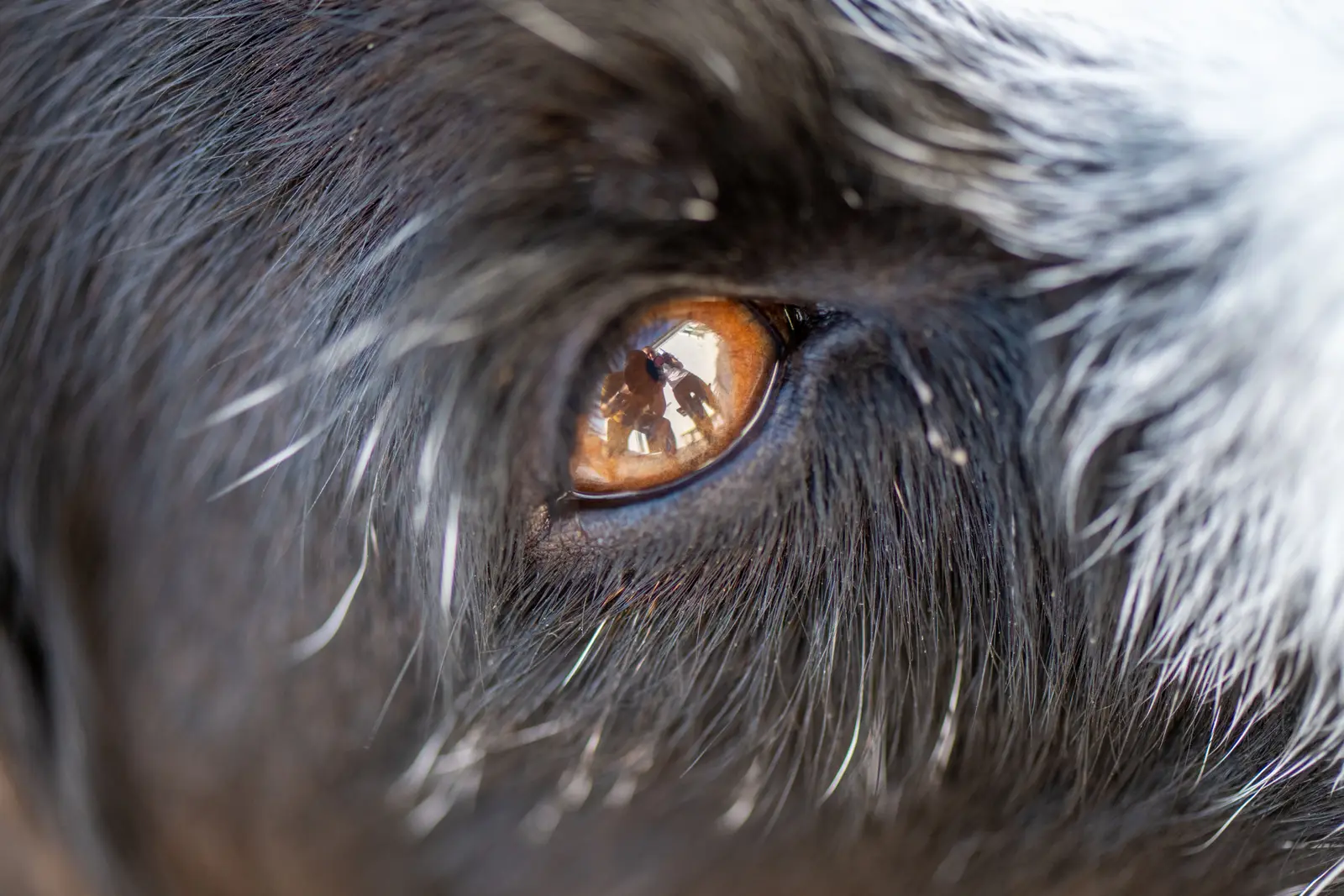 Nahaufnahme eines braunen Hundeauges