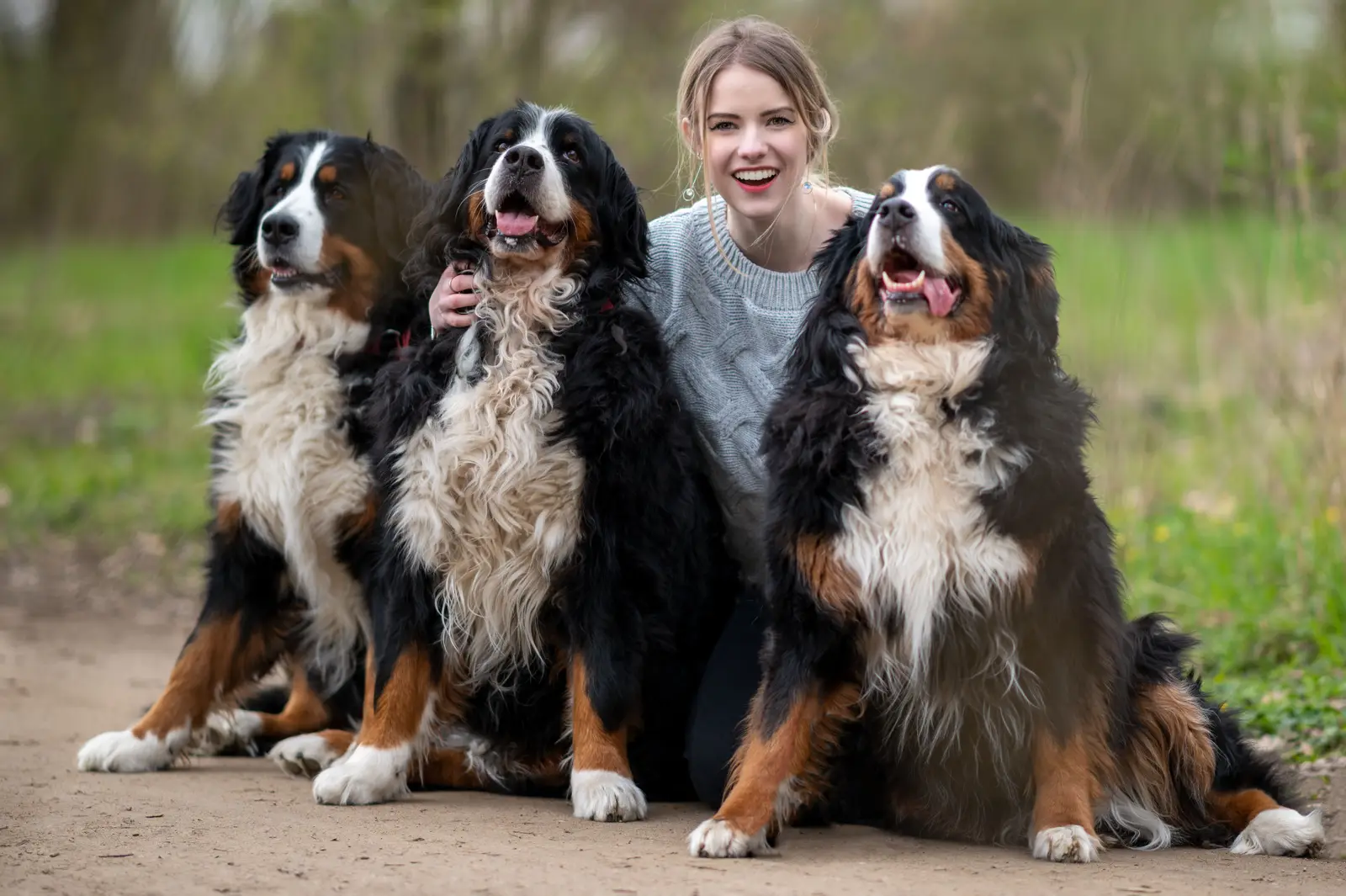 Frau mit drei Berner Sennenhunden auf einem Waldweg