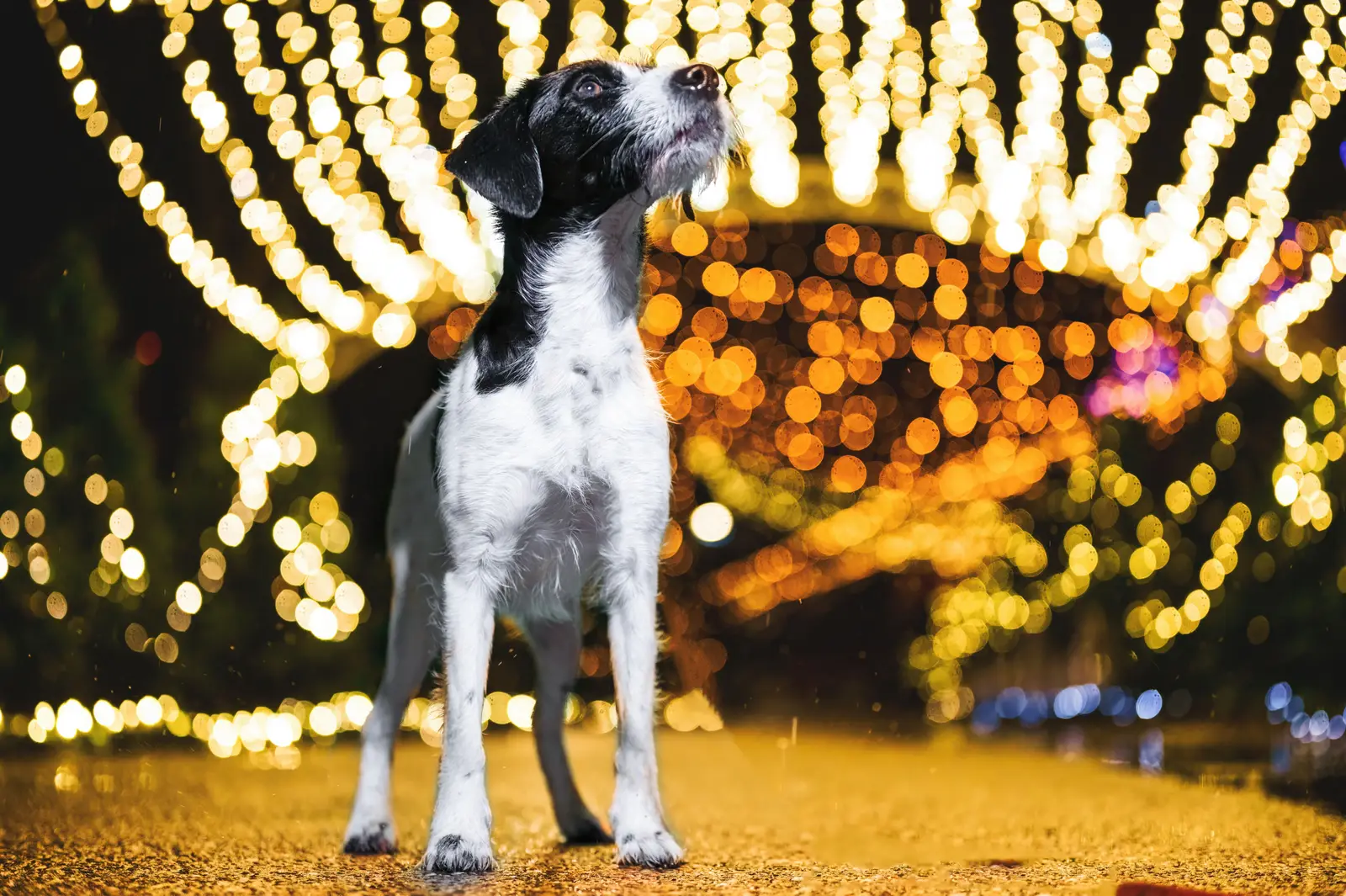 Schwarz-weißer Hund vor einem leuchtenden Lichtertunnel