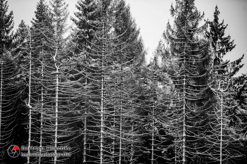 Eine Fototour zum Brocken